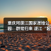 重庆阿蓬江国家湿地公园:群鹭归来 逐江“起舞”(图3) 重庆阿蓬江国家湿地公园:群鹭归来 逐江“起舞”(图3)