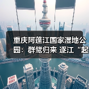 重庆阿蓬江国家湿地公园:群鹭归来 逐江“起舞”(图2) 重庆阿蓬江国家湿地公园:群鹭归来 逐江“起舞”(图2)