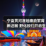 宁夏黄河湿地麋鹿繁育新进展 野化放归开启生物多样性保护新篇章（图2）