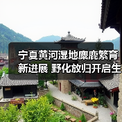 宁夏黄河湿地麋鹿繁育新进展 野化放归开启生物多样性保护新篇章（图3）