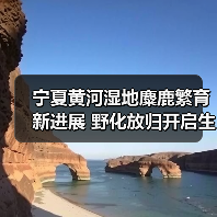 宁夏黄河湿地麋鹿繁育新进展 野化放归开启生物多样性保护新篇章（图4）