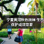 宁夏黄河秋色斑斓 生态保护成效显著(图3) 宁夏黄河秋色斑斓 生态保护成效显著(图3)