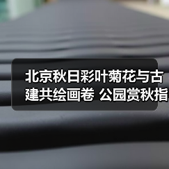 北京秋日彩叶菊花与古建共绘画卷 公园赏秋指南（图3）