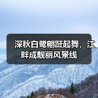 深秋白鹭翩跹起舞,江畔成靓丽风景线(图3) 深秋白鹭翩跹起舞,江畔成靓丽风景线(图3)